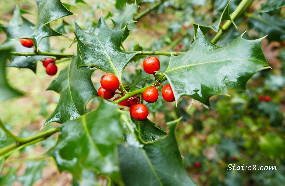 English Holly and berries