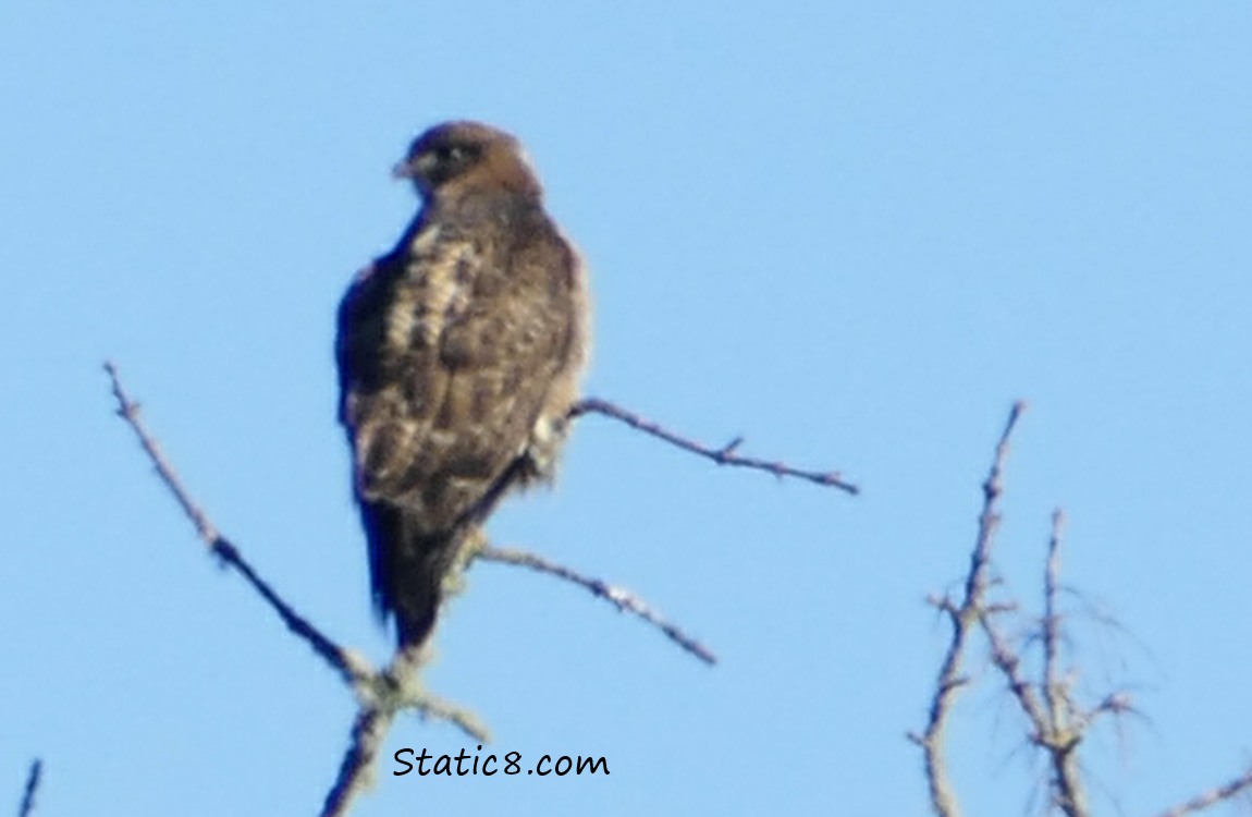 A blurry Red Tail Hawk, maybe