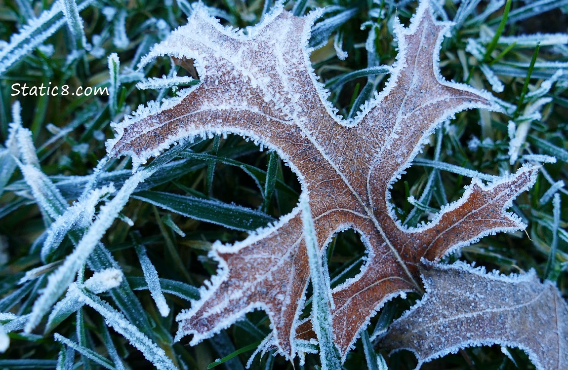 Frost on an Oak Leaf in the grass