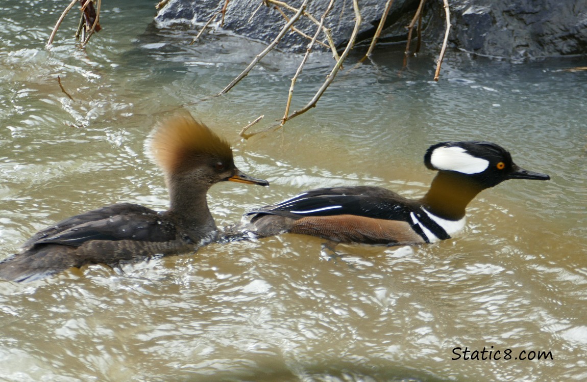 A female and male, Hooded Mergansers