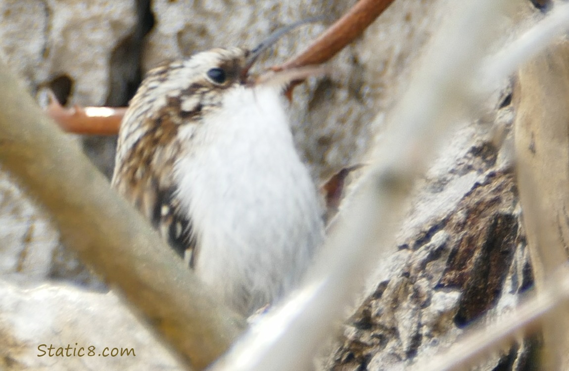 Brown Creeper eating the spider