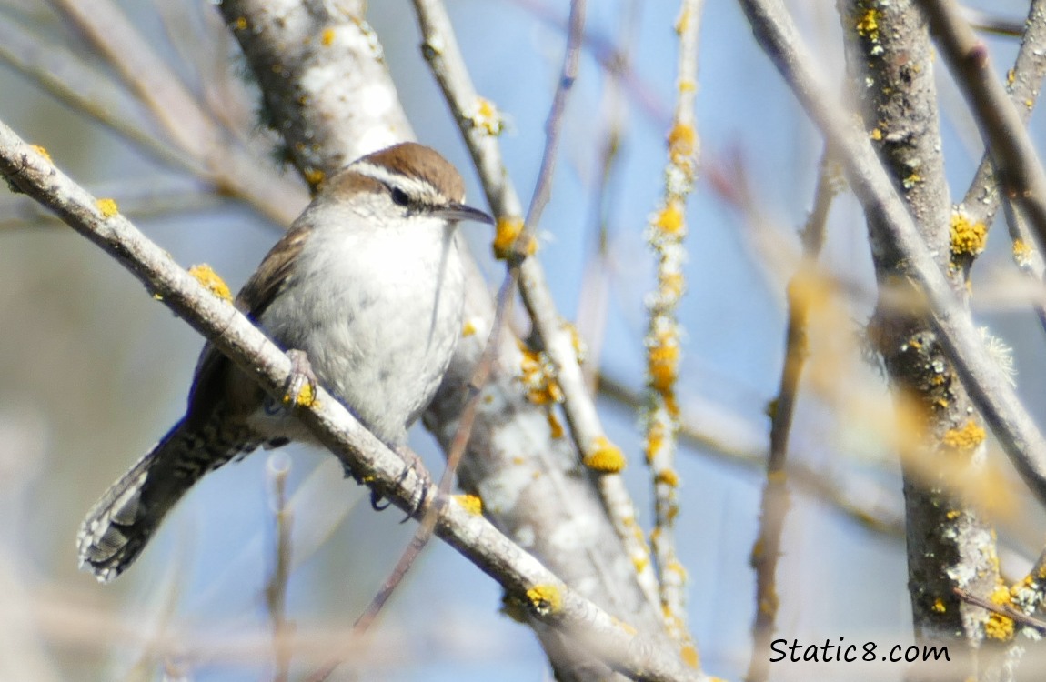 Bewick Wren standing on a twig