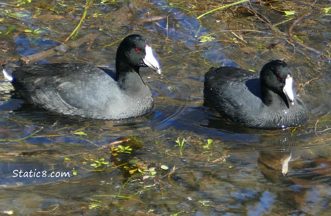 Two Coots in the water