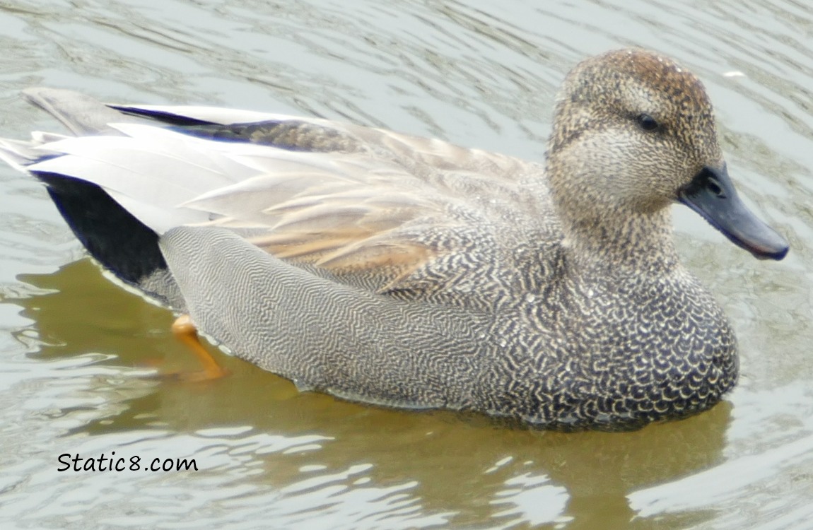 male Gadwall in the water