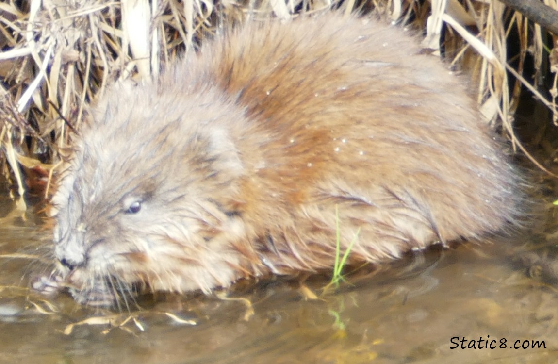 Muskrat