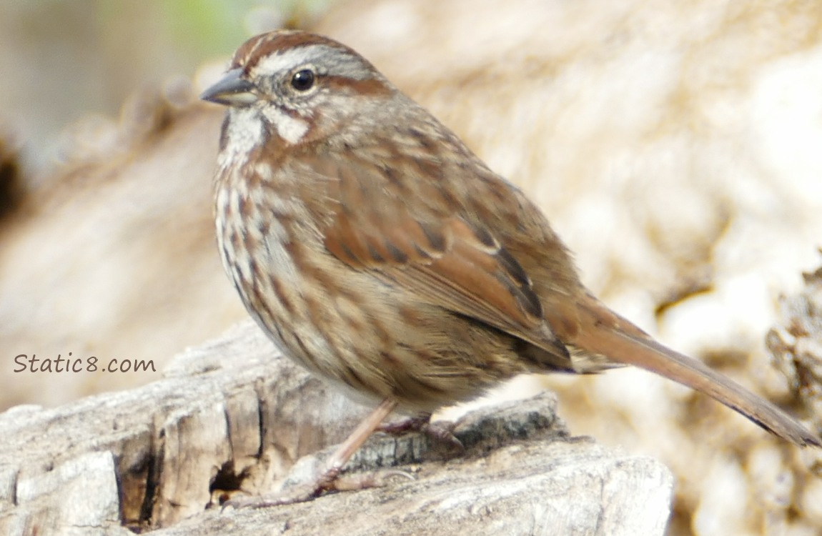 Song Sparrow standing on a log