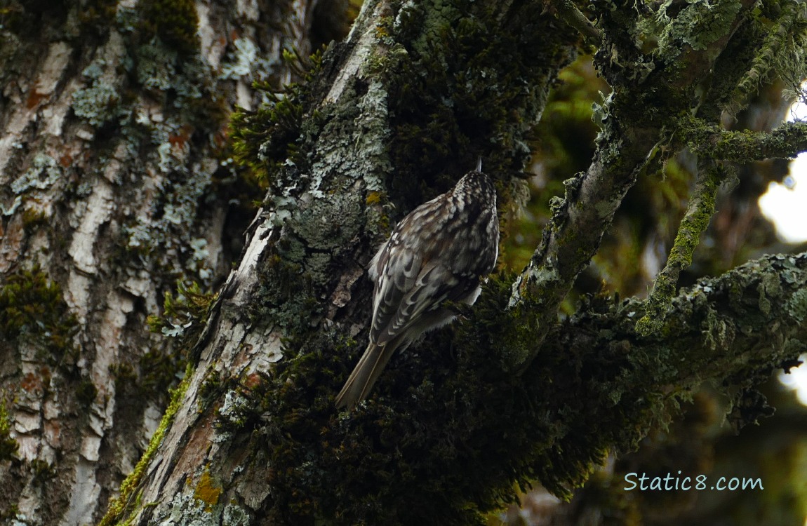 Brown Creeper on a tree trunk