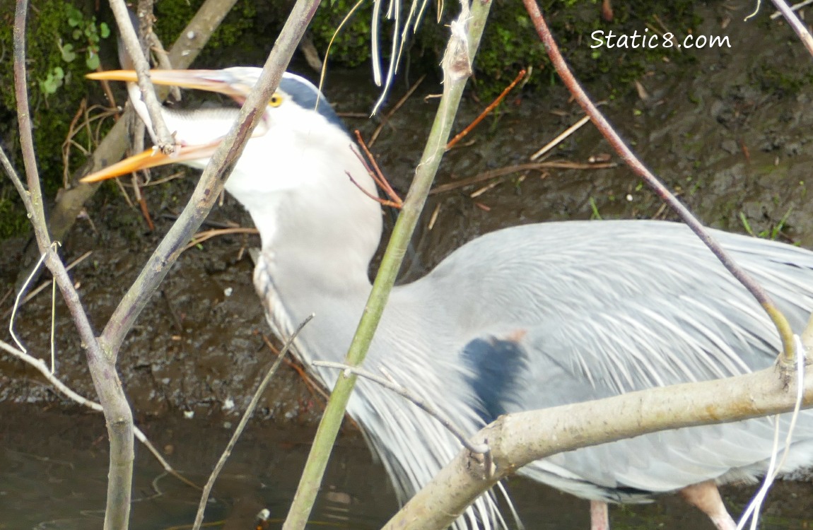 A Great Blue Heron, fish is half in his mouth