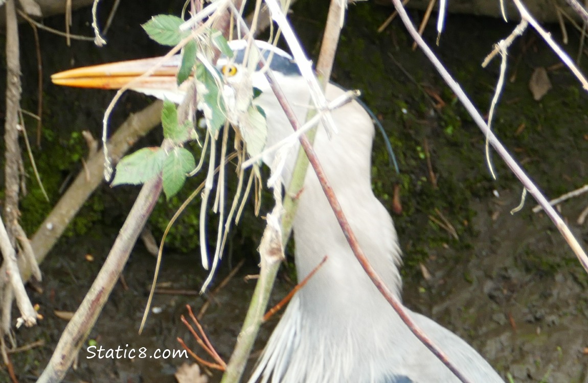 Great Blue Heron with fish in his throat