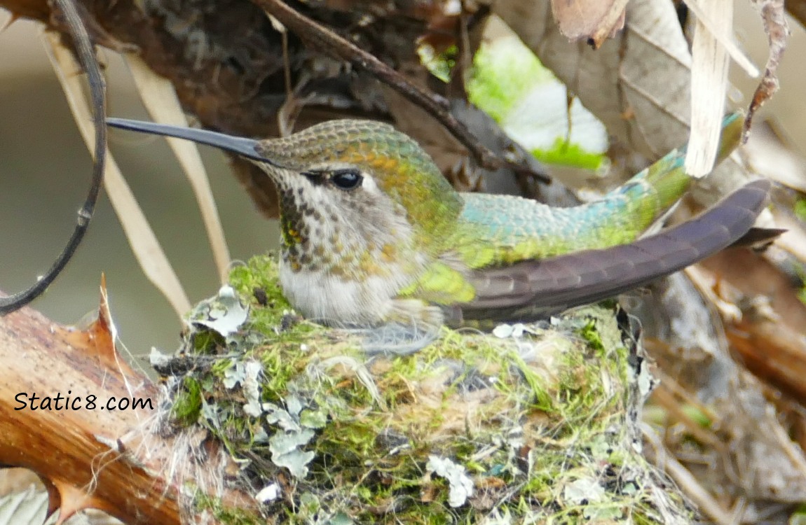 Anna Hummingbird on her nest