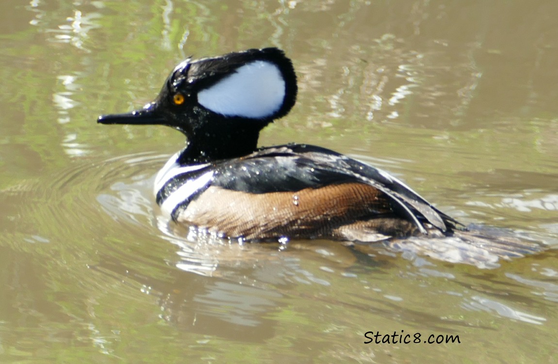 male Hooded Merganser, in the water