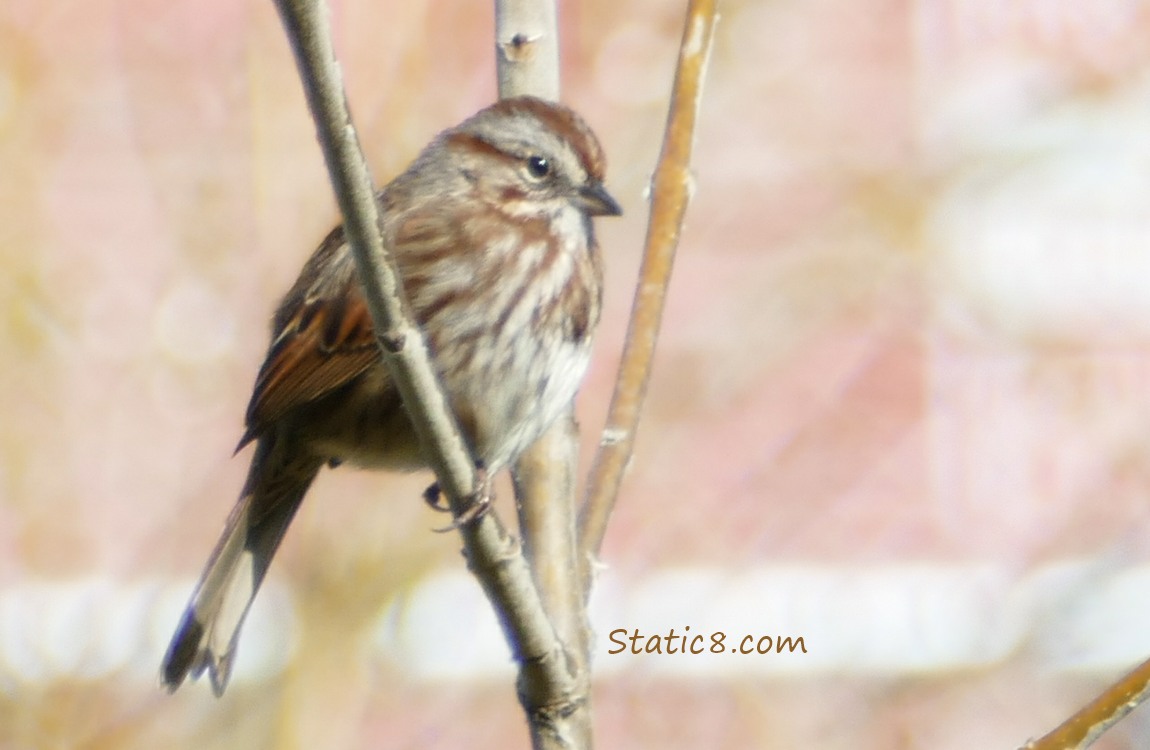 Song Sparrow standing on a twig