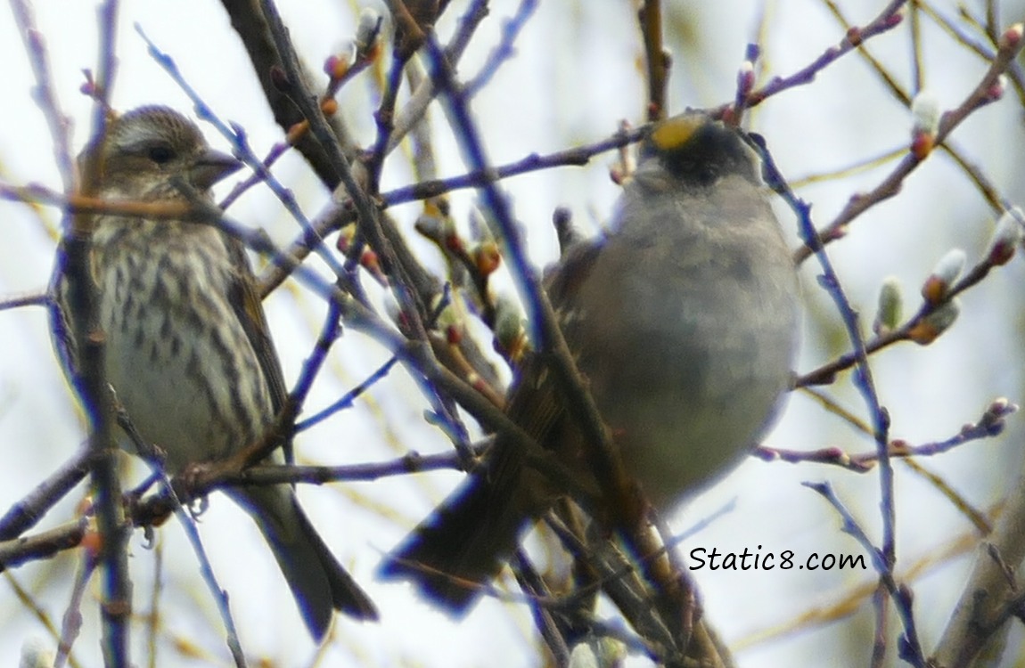 Fox Sparrow and Golden Crownned Sparrow