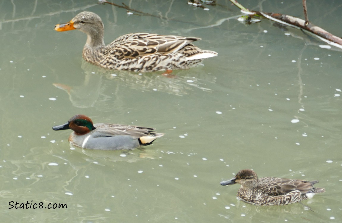 female Mallard in the water with a pair of Greenwing Teals, male and female