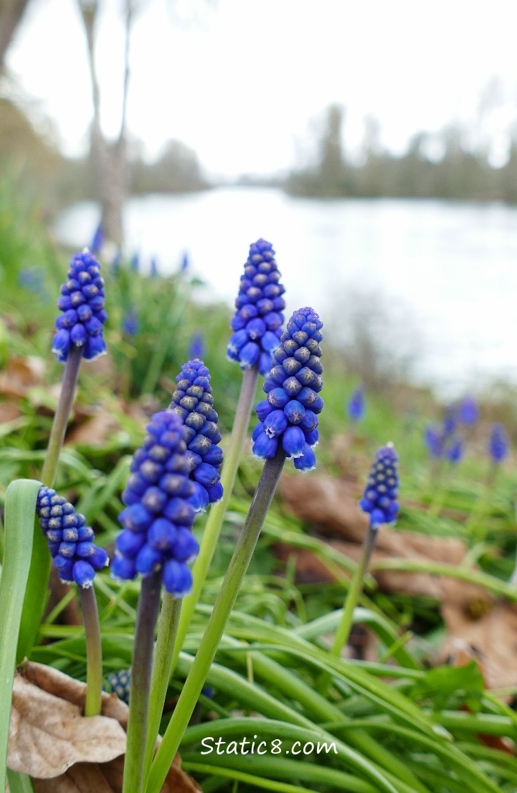 Grape Hyacinth blooms with river in the background