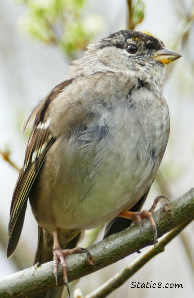 Golden Crown Sparrow standing on a twig