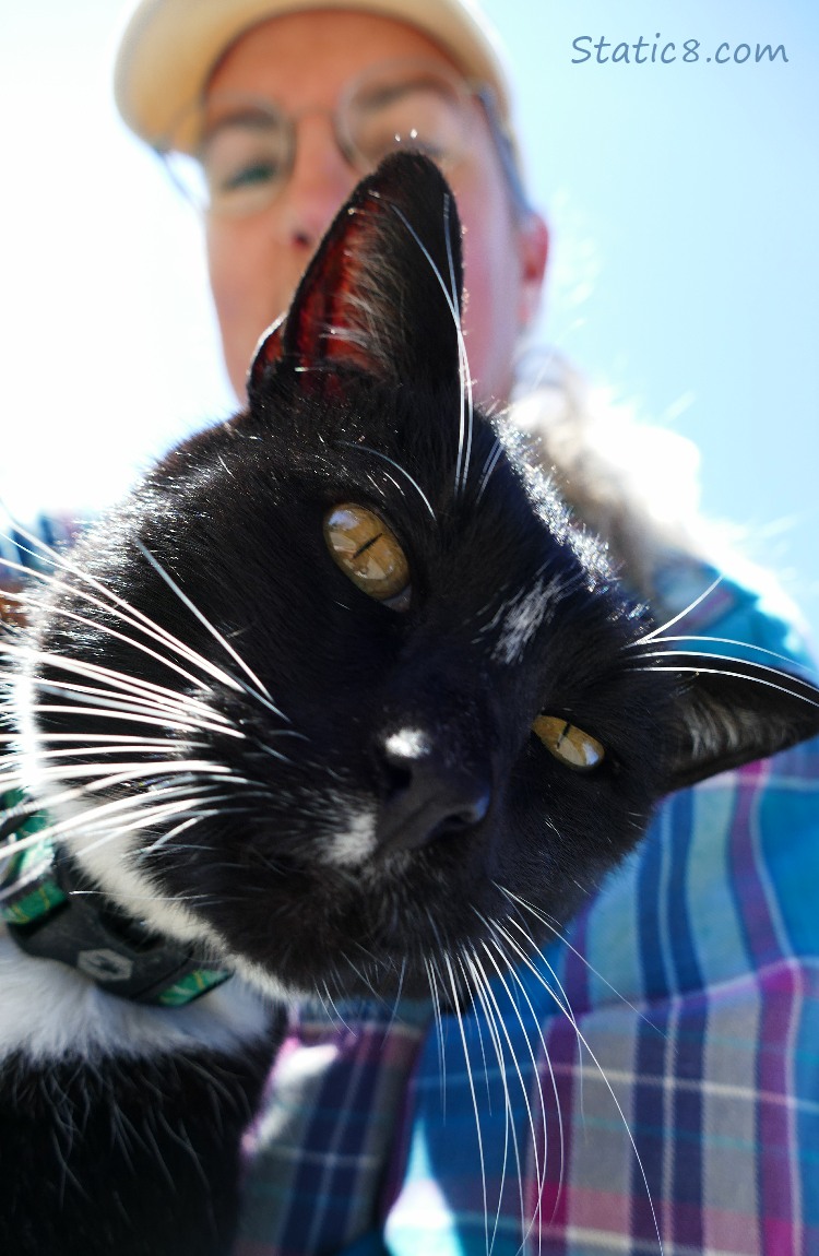 Blazey the cat with a human in the background