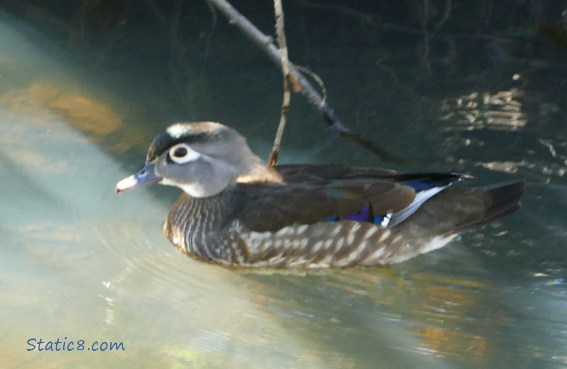 female Wood Duck in the water