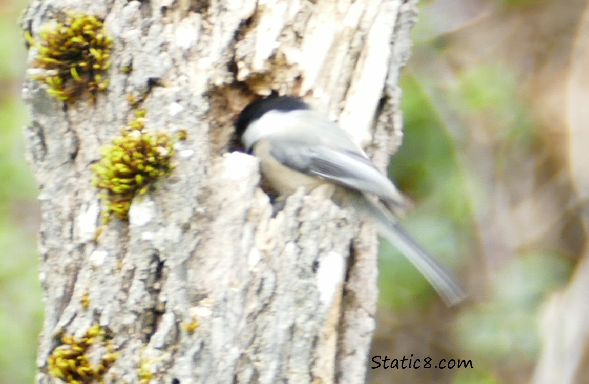 Chickadee on a snag