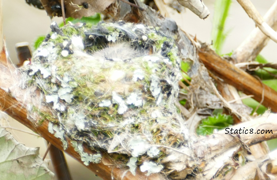 Anna Hummingbird nest