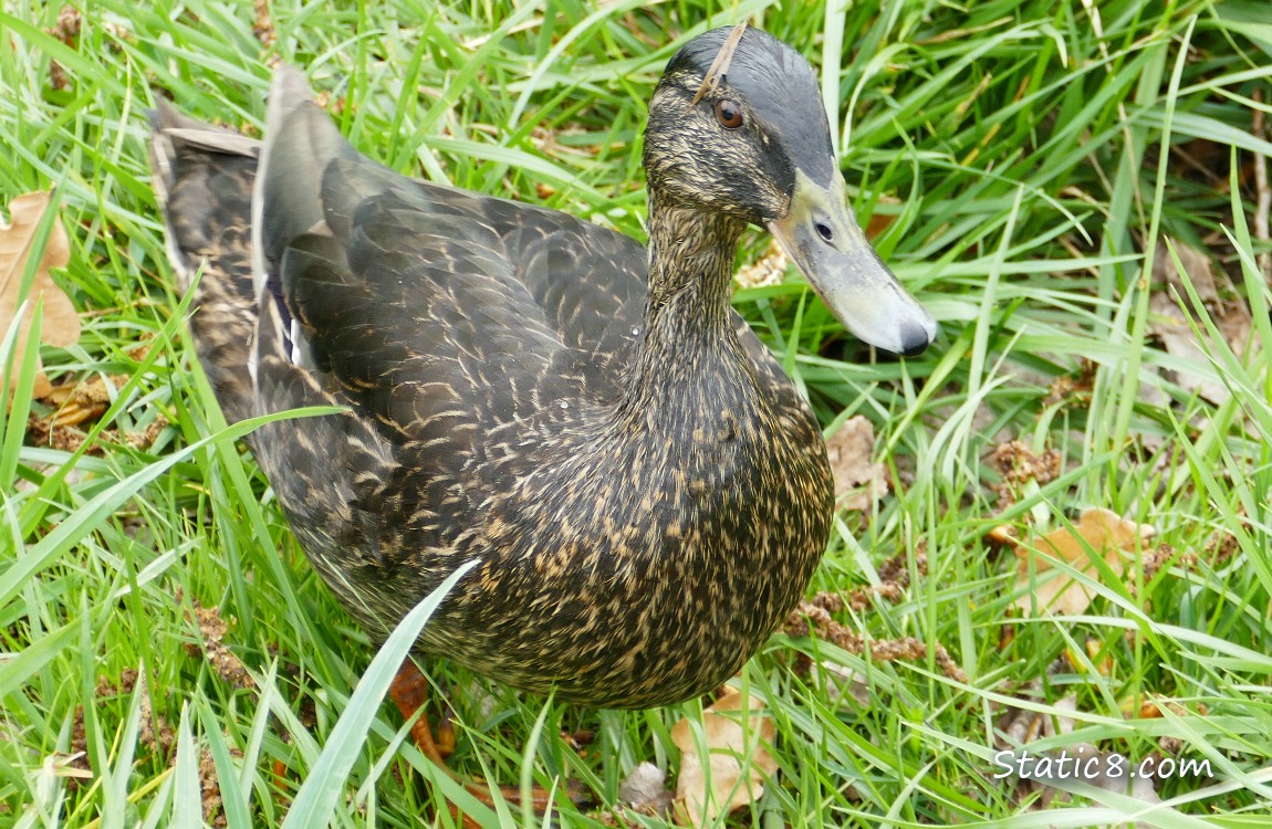 Dark coloured female Mallard