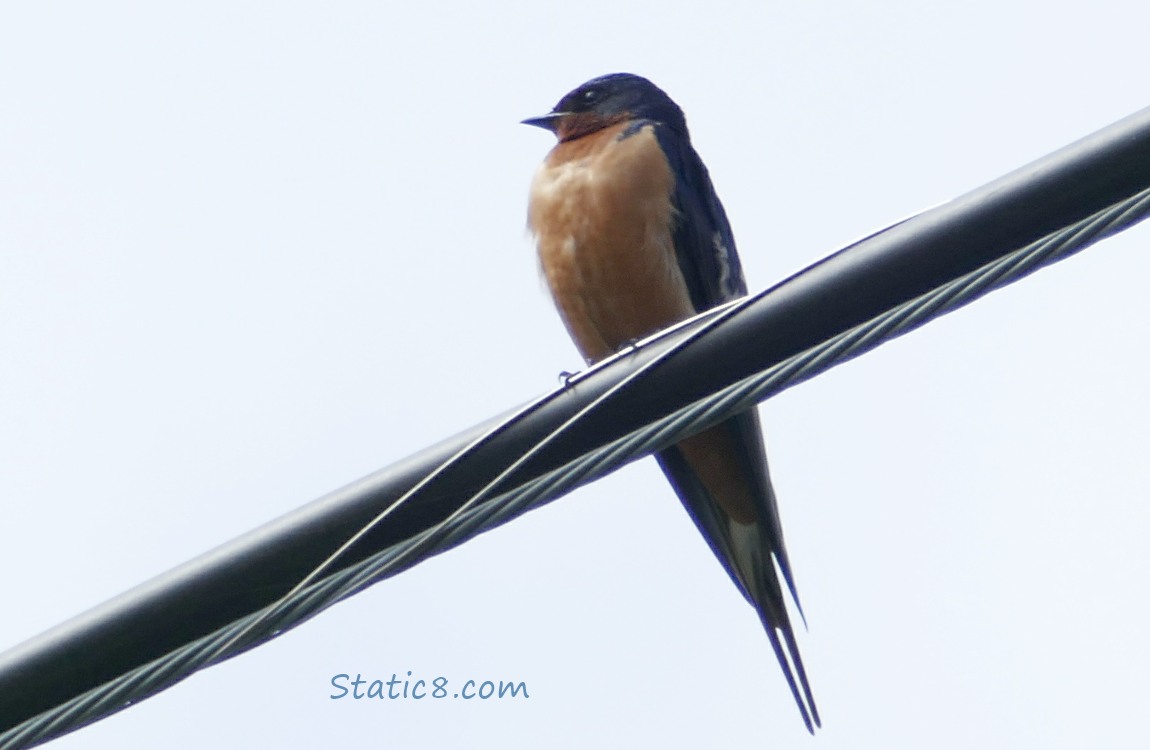 Barn Swallow standing on a phone line