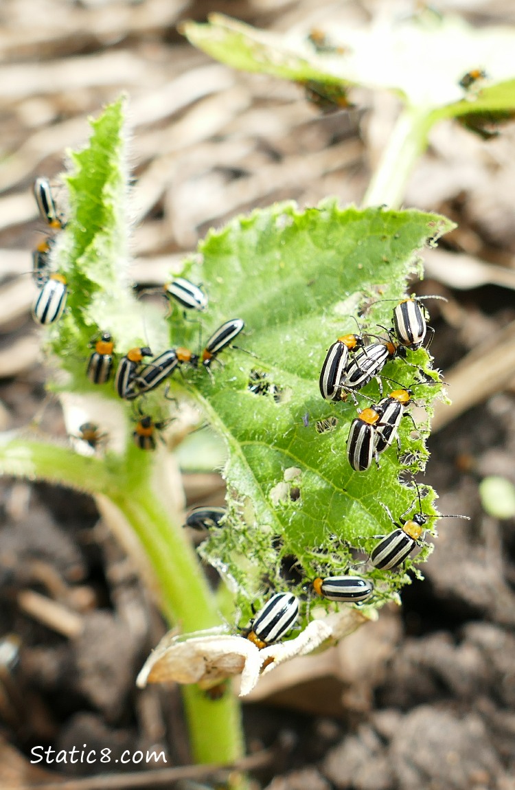 Striped Cucumber Beetles eating a squash plant