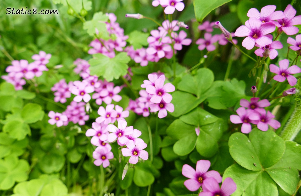 Wood Sorrel blooms and leaves