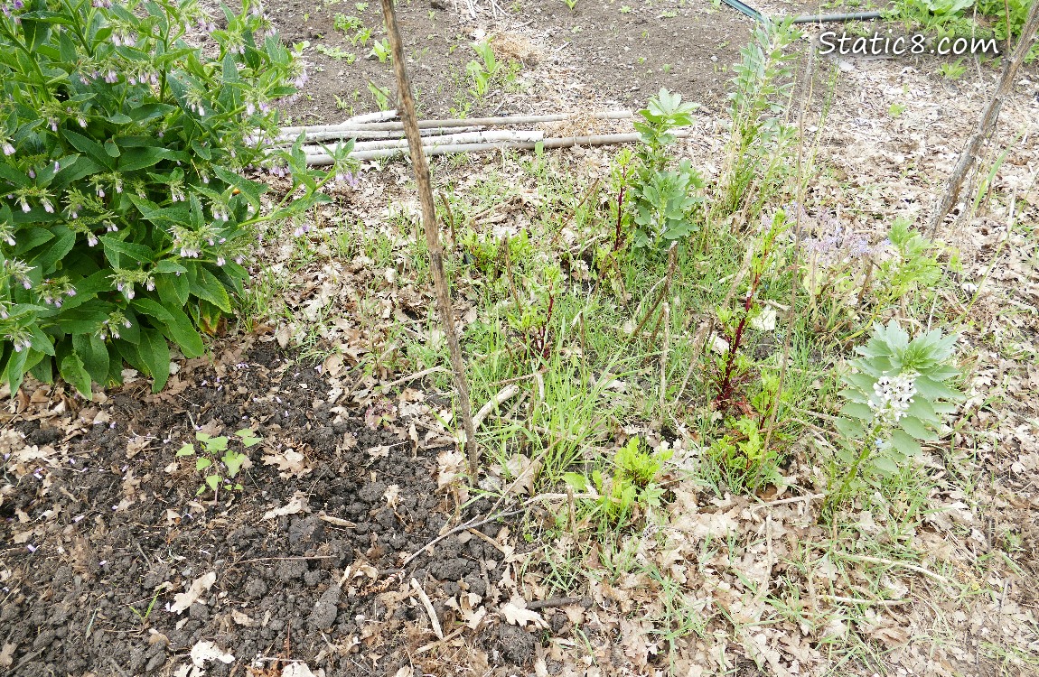 a weedy area in the garden plot