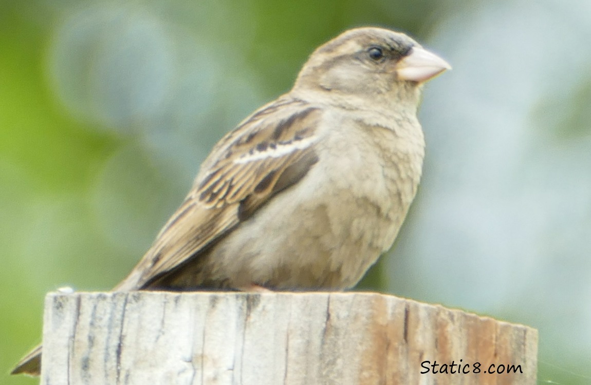 House Sparrow Fledgling standing on a post