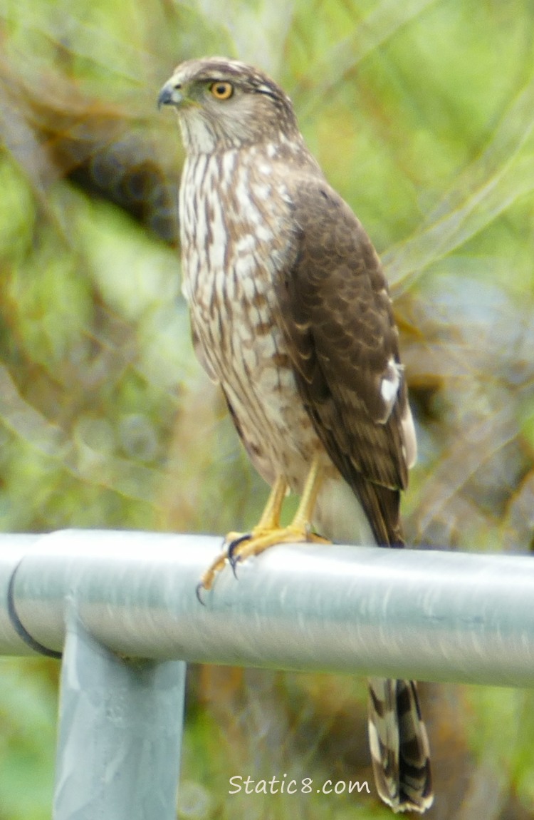 Cooper Hawk standing on a hand railing