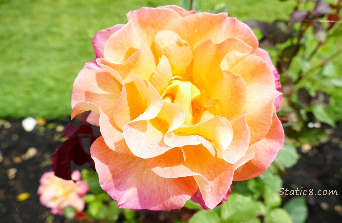 Unnamed pink and yellow rose