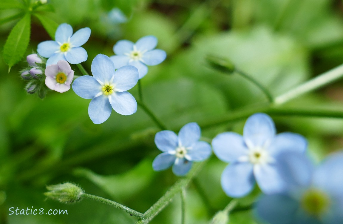 Forget Me Not blooms