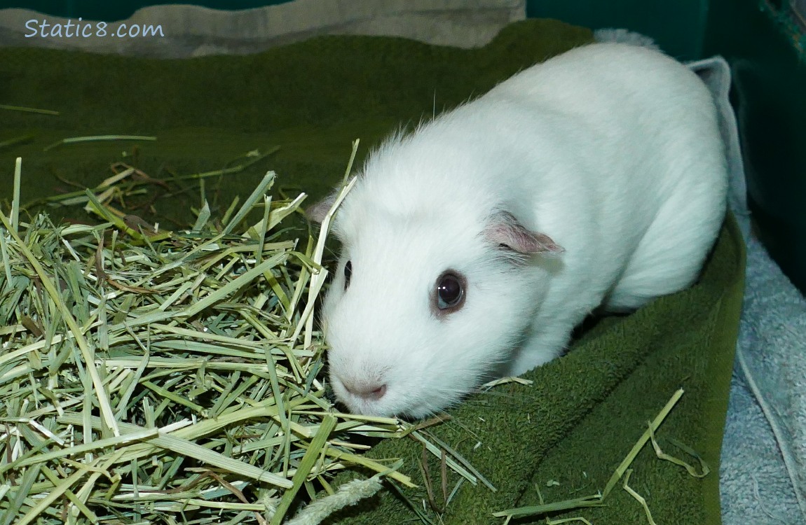 white guine pig with hay