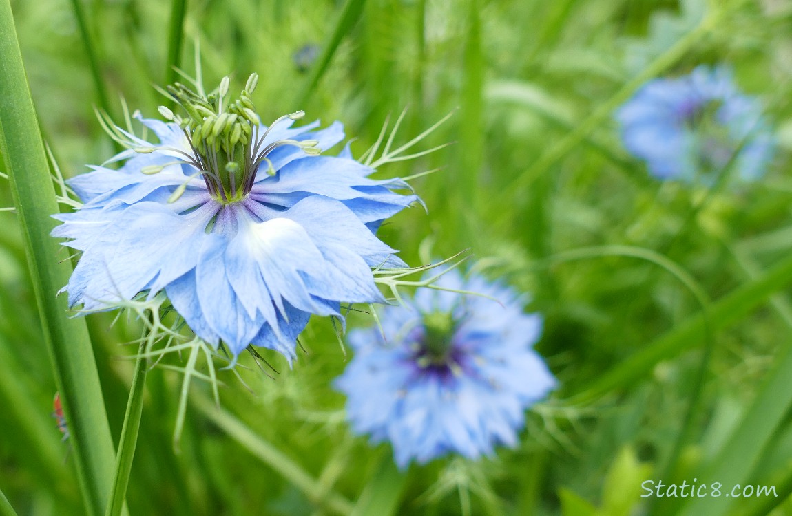 Love in a Mist blooms