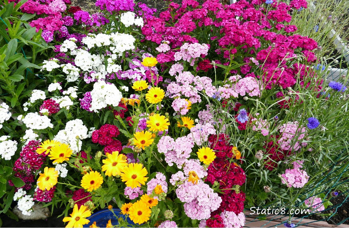 Garden flowers