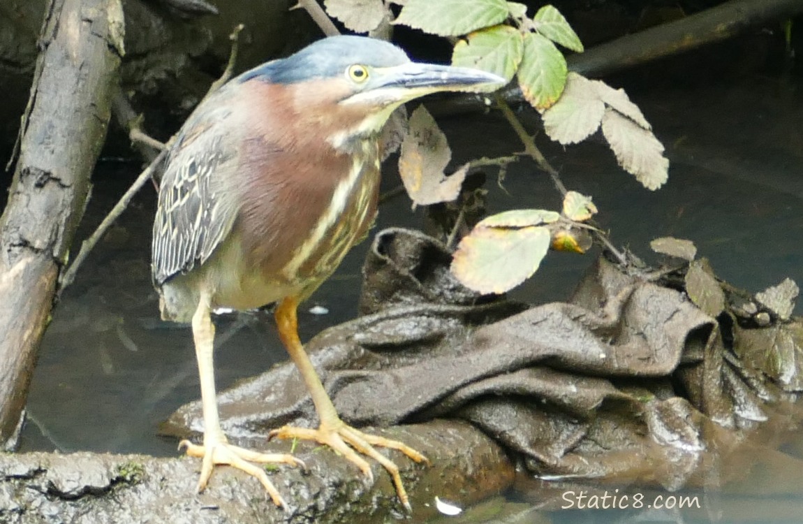 Green Heron standing near the water with a bit of muddy fabric