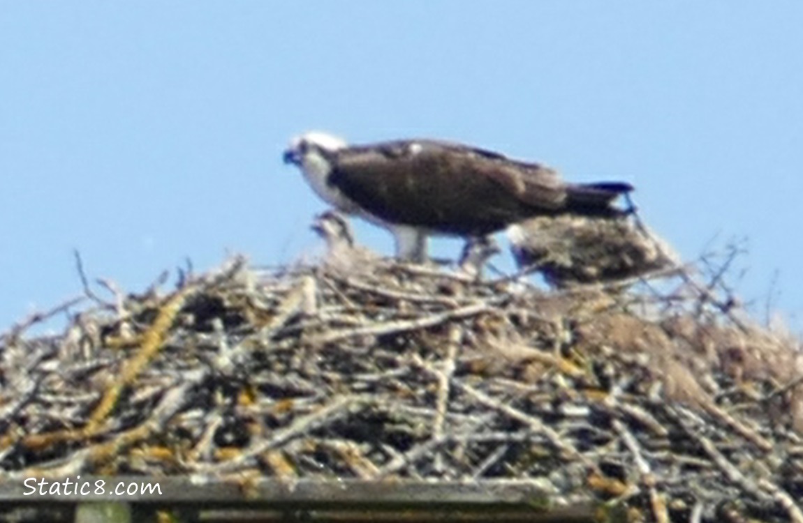 Osprey nest with parent and three children