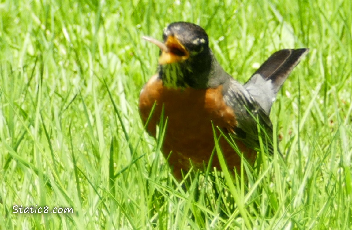 Robin eats the worm