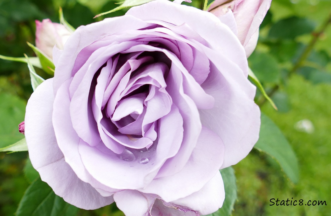 Silver Lining Floribunda Rose