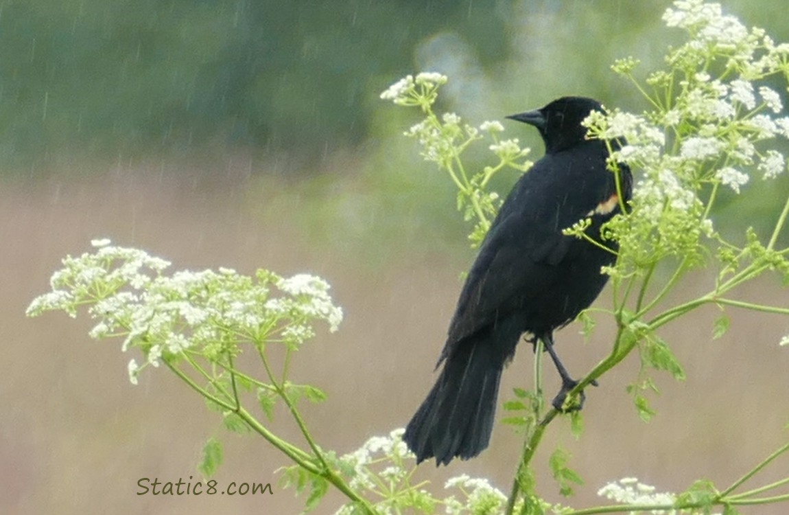 Red Wing Blackbird standing on poison Hemlock