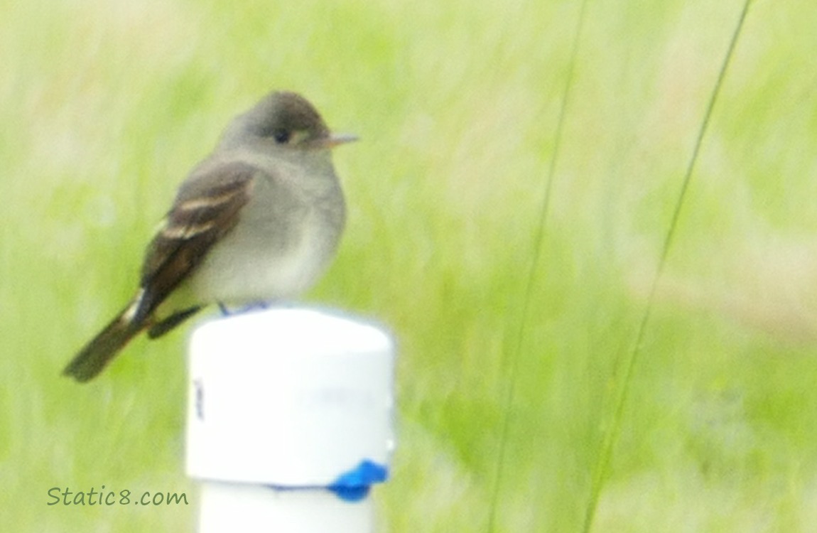 Western Wood Pewee