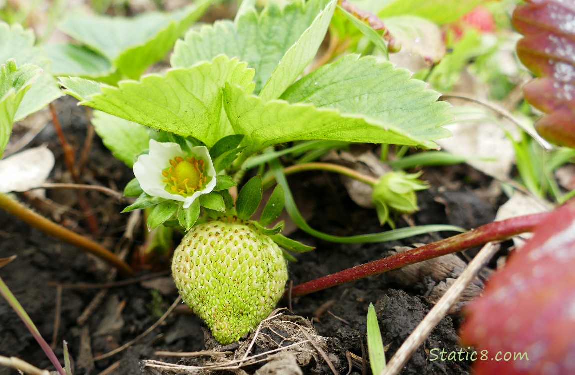 Green Strawberry hanging on the plant