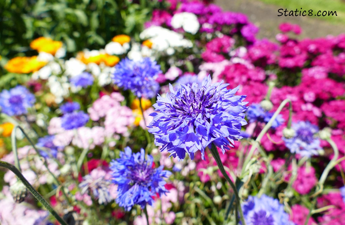 Bechelor Button and other colourful blooms