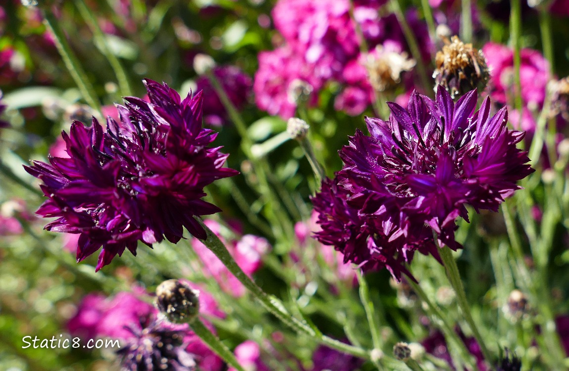 Purple Bachelor Buttons