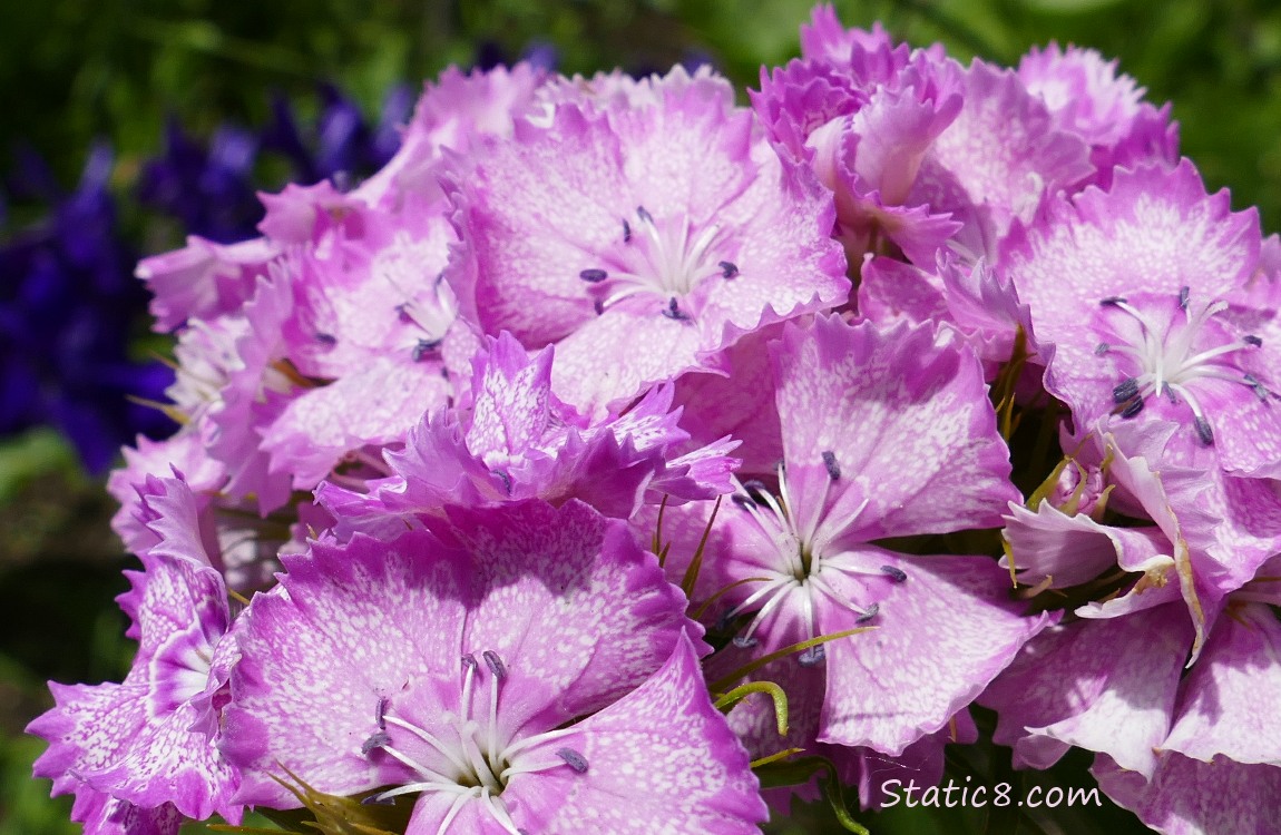 Garden Pinks blooming