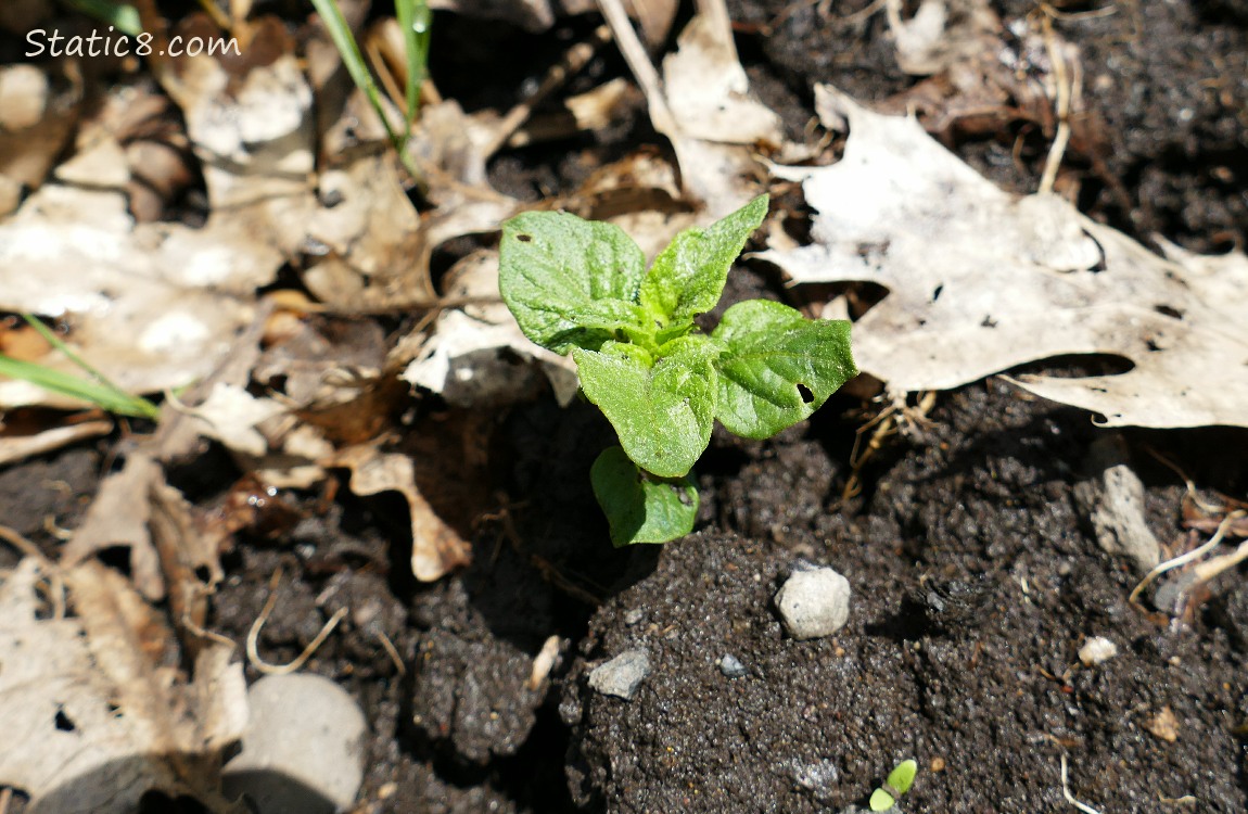 Small Potato plant