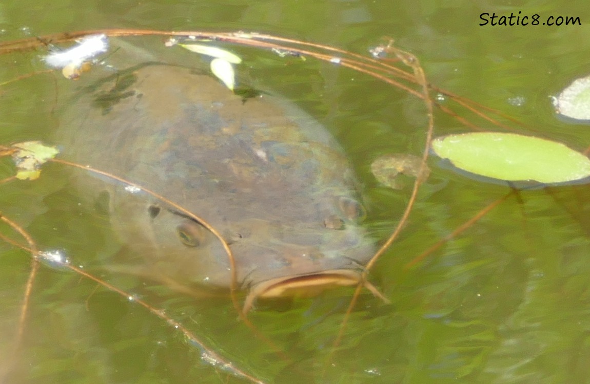 one carp under the water