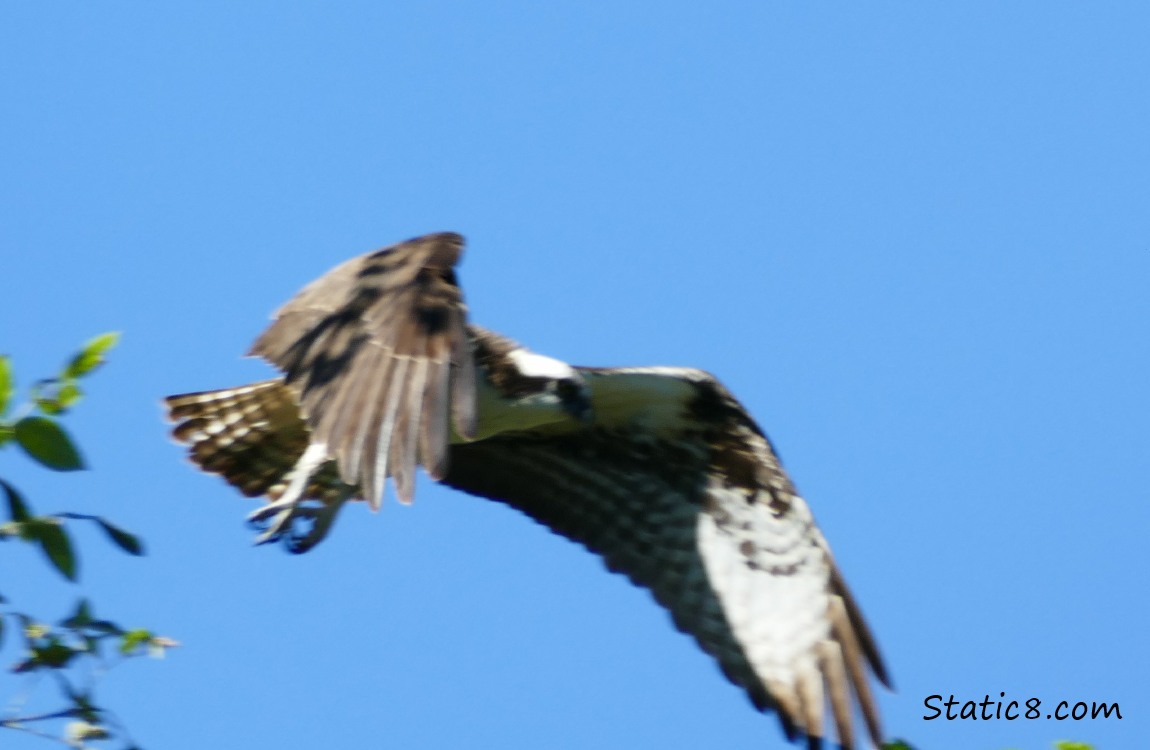 Osprey flying