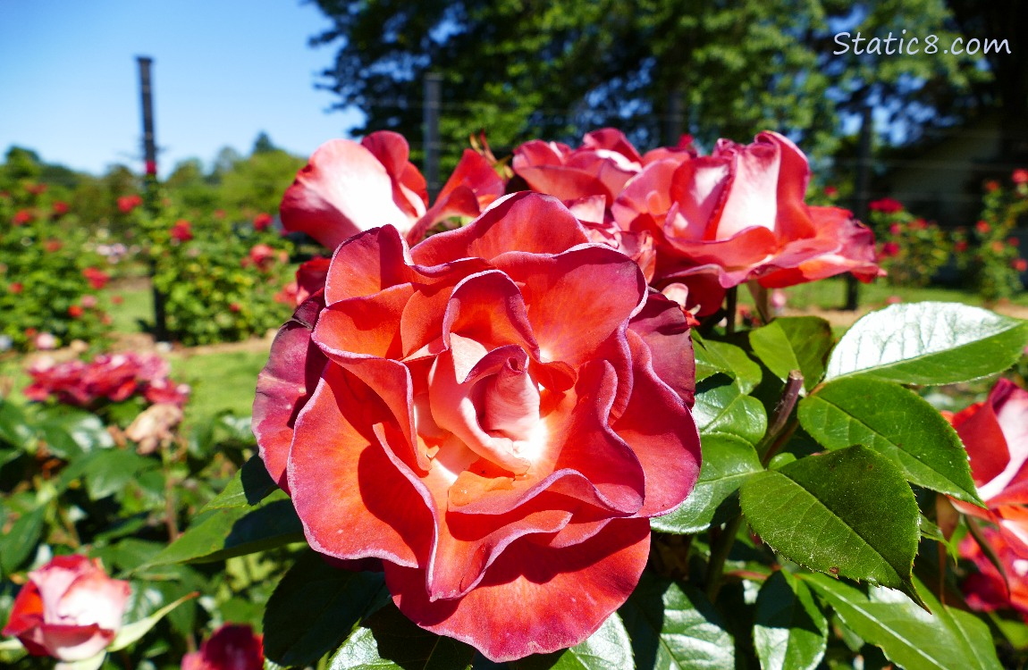 Smokin Hot Floribunda Rose